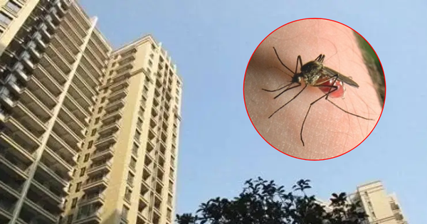 Tầng cao nhất mà muỗi có thể bay cho tới là tầng nào Tầng cao nhất mà muỗi có thể bay cho tới là tầng nào