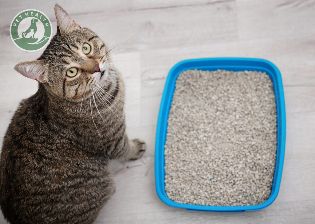 Hướng dẫn mèo Đi lau chùi và vệ sinh Đúng chỗ Hướng dẫn mèo Đi dọn dẹp Đúng chỗ