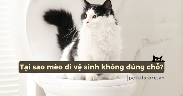 Sen gồm biết lý do mèo đi lau chùi và vệ sinh không đúng chỗ Sen tất cả biết nguyên nhân mèo đi dọn dẹp không đúng chỗ